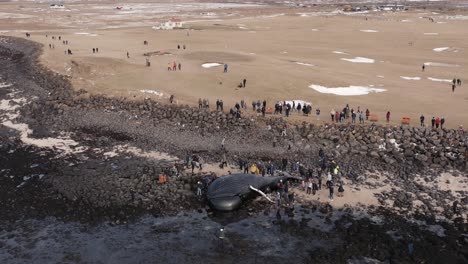 crowd watching carcass of dead whale during low tide on shore in iceland