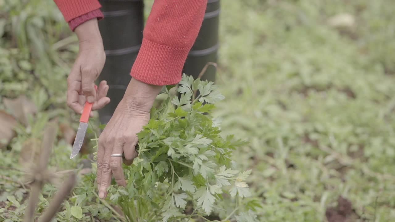 fotografía detallada de un granjero local vestido con suéter rojo y botas de lluvia mientras cosechaba la cosecha de perejil con un pequeño cuchillo rojo