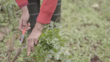 detail shot about local farmer dressed in red sweater and rain boots while harvesting parsley crop with a small red knife