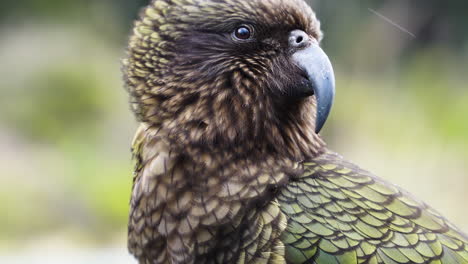 kea, un loro alpino grande y único, nueva zelanda