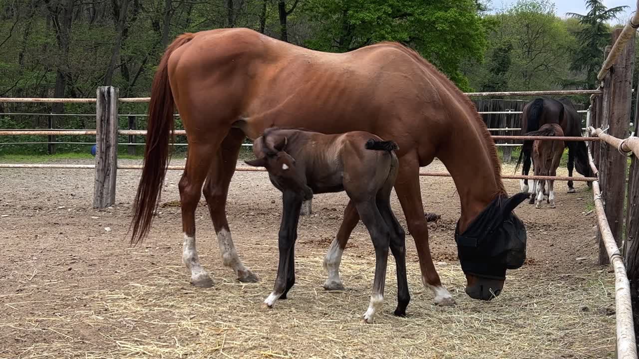 pequeño caballo de potro chupando leche de la yegua madre en el rancho