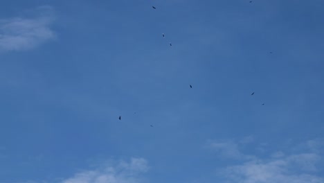 bunch of birds in the sky
