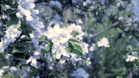 detail of fall petals on spring theme. apple blossom flower, cold and cool atmosphere