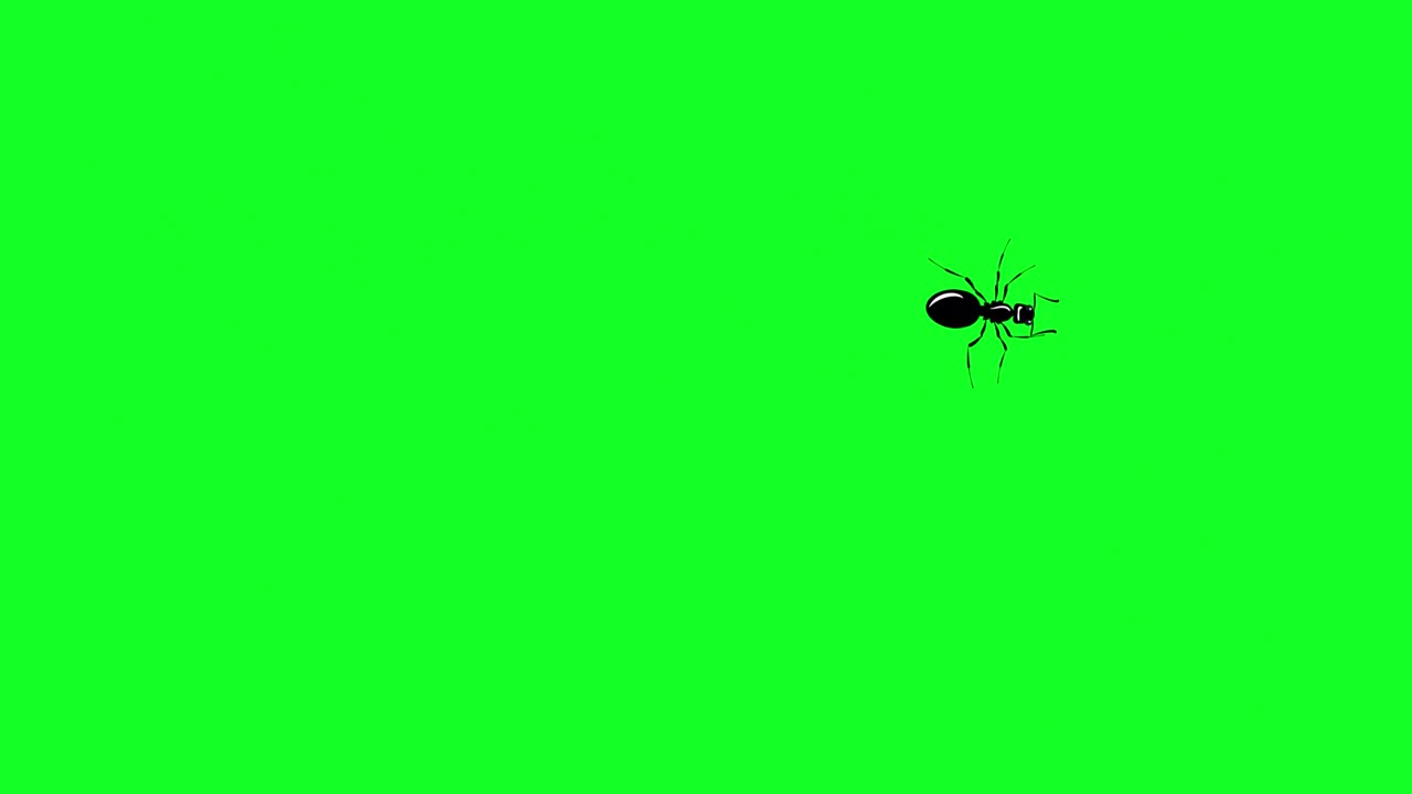One black ant crawls loop on green screen | Premium Stock Video Footage