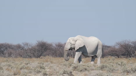 african bush elephant - loxodonta africana feeding over sunny savannah