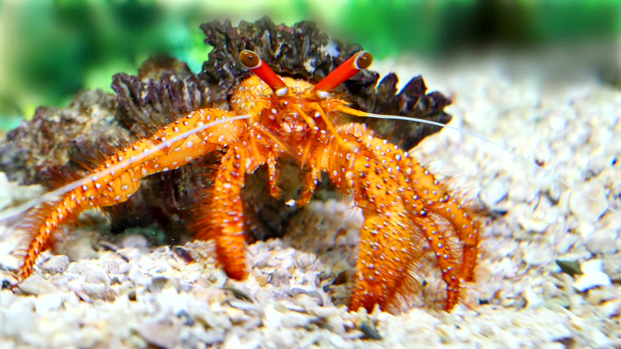 아름다운 은둔자 크래브가 음식을 먹고 있습니다.