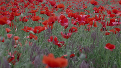 campo de amapolas en un día torpe de verano