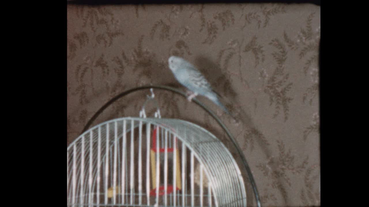 애완동물 새 무새가 여자의 머리와 식탁에 날아갑니다.