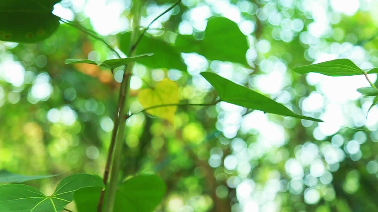 꽃 식물 의 잎 , 초록색 담요 숲 앞 에 잎 의 슬라이딩  ⁇