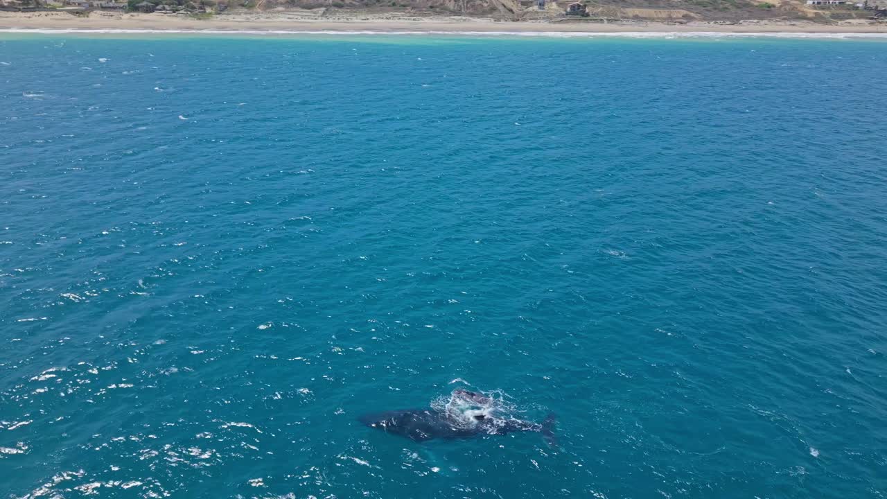 Humpback whale and calf near Ecuador's Santa Marianita coast, calm ocean view