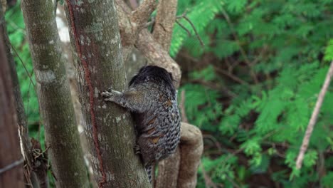 Slow-motion-shot-of-an-adorable-adult-marmoset-clinging-to-a-tropical-tree-branch-and-looking-around-curiously-in-the-beautiful-Chapada-Diamantina-National-Park-in-Bahia,-northeastern-Brazil