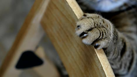 closeup of a paw with claws and eyed the striped muzzle of a cat.