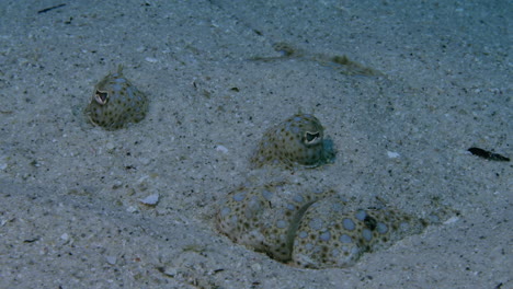 Beautiful-flowery-flounder-close-up-with-head-poking-out-of-the-sand