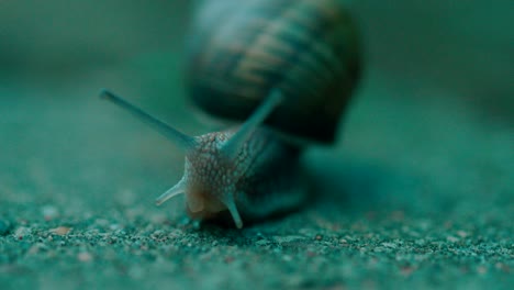 nahaufnahme einer kriechenden schnecke auf der makroaufnahme der fußwegstraße