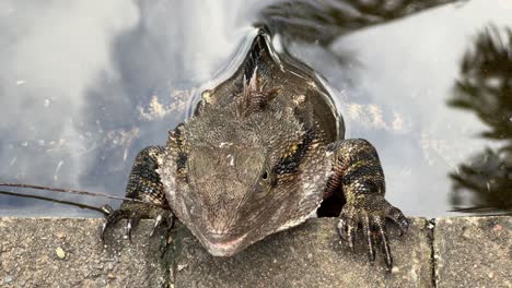 wild australian water dragon, intellagama lesueurii resting by the edge of the water pond, breathing slowly with visible belly movements at brisbane botanical garden, tilt down close up shot