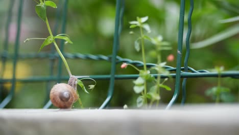 sliding snail on green leaf