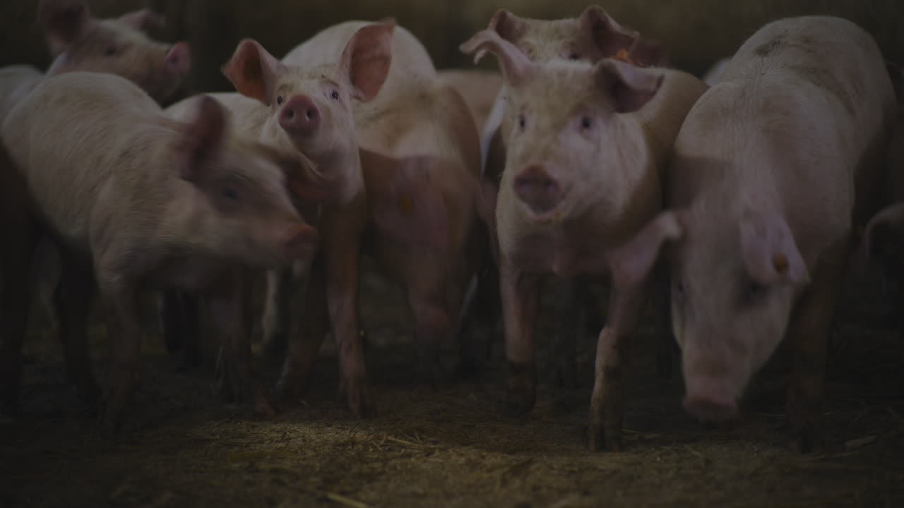 창고 에 있는 돼지 들