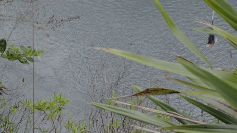 a rough tracking shot of someone bungy jumping from a platform over the waikato river in taupo, nz