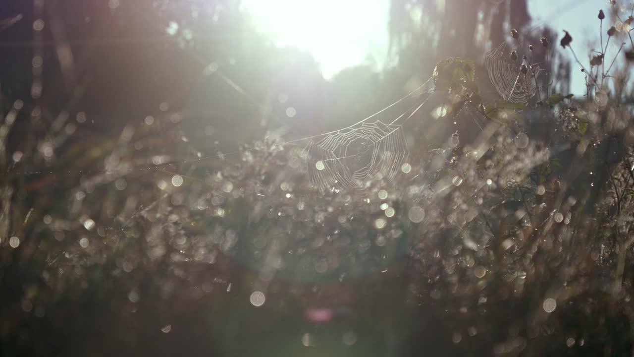 Spider Web Among Dry Stems Of The Plants In The Backlight On A Fresh Morning In Rogowko, Poland During Winter. - Slow Panning Shot