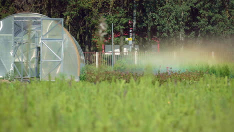 Big-plantation-of-seedllings.-Saplings-growing-in-field.-Greenhouse-for-seedllings