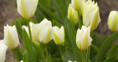 Tulpenplantage-In-Der-Niederländischen-Landwirtschaft-17