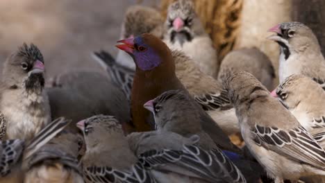 a flock of scaly feathered finch with a violet eared waxbill in their middle at a waterhole in south africa