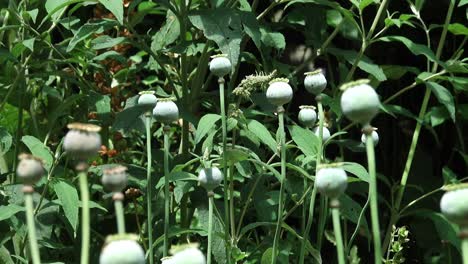 poppy seed heads, ripe and unripe, blowing gently in the breeze