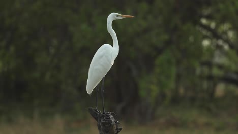 plano general de una gran garceta posada en una rama girando la cabeza, khwai botswana