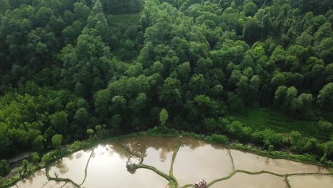 drone shot fly over mountain forest rice paddy field green landscape of tree and water pond reflection of sun light hyrcanian forest environment in iran azerbaijan natural heritage wonderful nature