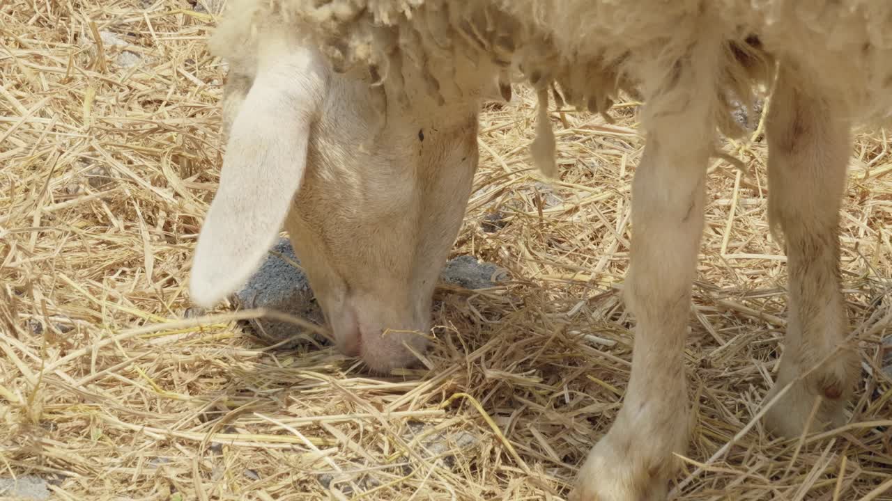 Sheep grazing in sunlit pasture rural farm animal serene environment close-up perspective