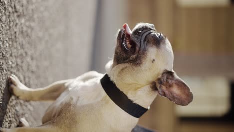 vertical: bulldog francés sobre plomo jadeando con la lengua afuera, disparo de arco de primer plano