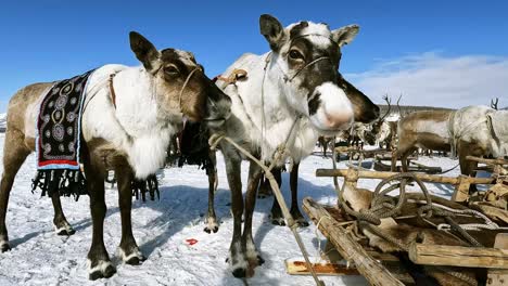 two beautiful reindeer stand tied to a sleigh