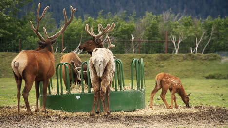 adult and baby elk eat from feeding bin