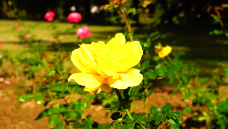 Flor-En-El-Jardín-Brillaba-Al-Sol-43