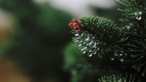 pine branch after rain with water drops on needles