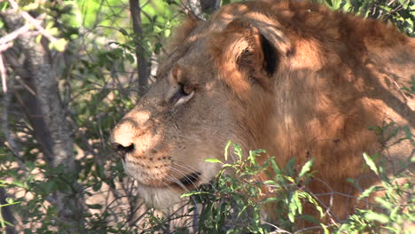 un joven león macho acecha a su presa debajo de los arbustos de áfrica.