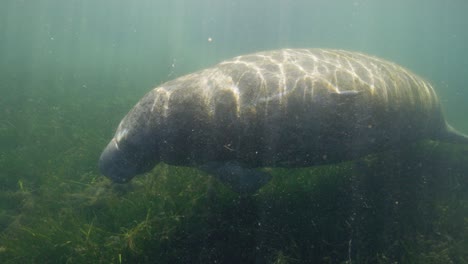 Seekuh-Schwimmt-Auf-Dem-Grasboden-Aus-Algen