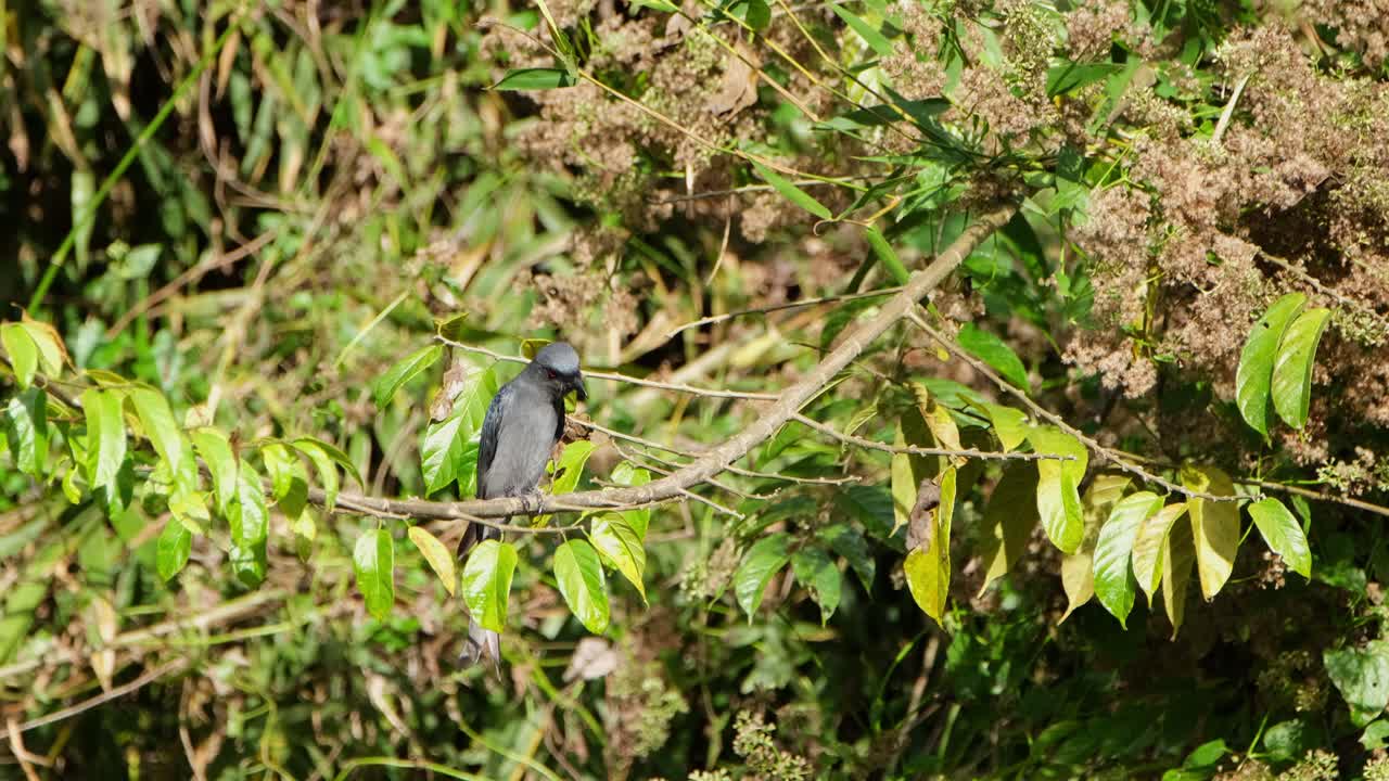 ceniciento drongo dicrurus leucophaeus posado en una rama bajo el sol de la tarde mientras miraba activamente a su alrededor y buscaba a su presa, parque nacional khao yai, tailandia