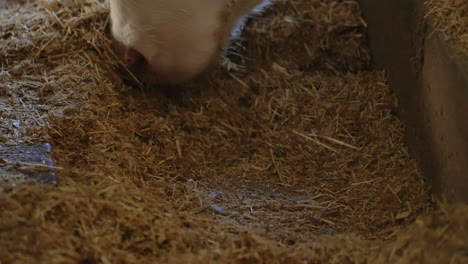 cow smells dried hay on the floor in a paddock - closeup shot, slow motion