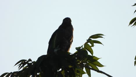 águila-Común-Relajándose-En-Un-árbol-Uhd-Mp4-4k