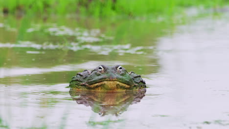 Rana-Toro-Africana-En-Un-Estanque-De-Agua-Dulce-Durante-El-Día-Durante-La-Temporada-De-Lluvias-En-La-Reserva-De-Caza-Central-De-Kalahari,-Botswana,-Sudáfrica