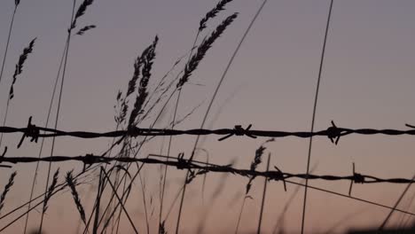 cerca de alambre de púas y hierba alta al atardecer