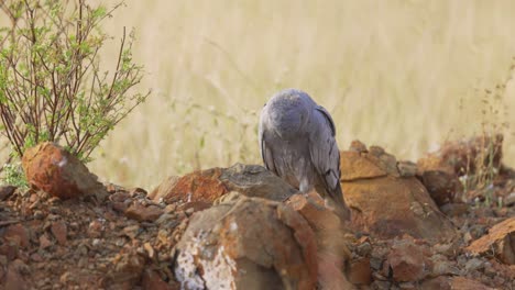 Aguilucho-Montés-Macho-De-Pie-En-El-Campo-Mirando-Hacia-Abajo-Sobre-Sus-Pies