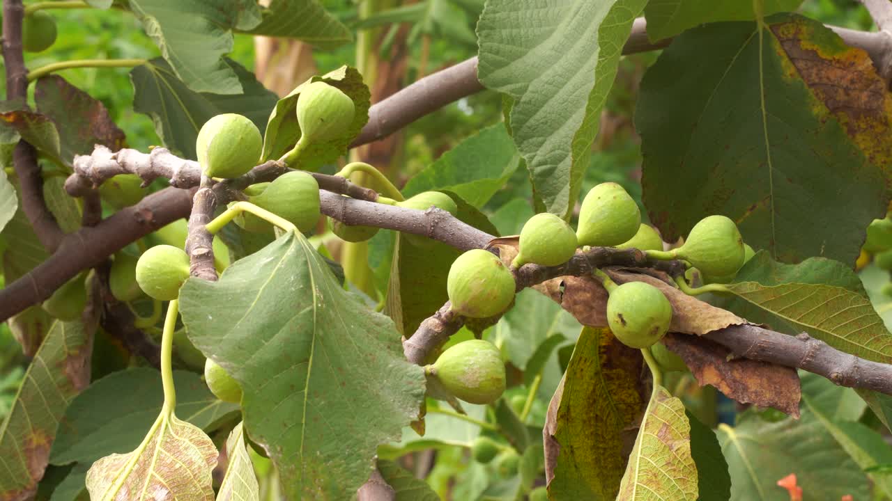 higuera común cargada de muchas frutas balanceándose en el viento suave