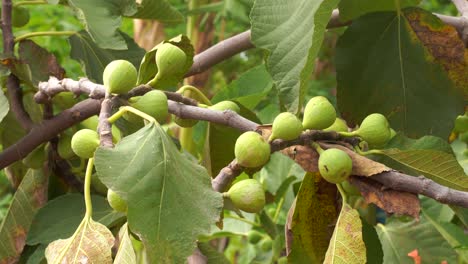 Gewöhnlicher-Feigenbaum,-Beladen-Mit-Vielen-Früchten,-Die-Im-Sanften-Wind-Schwingen