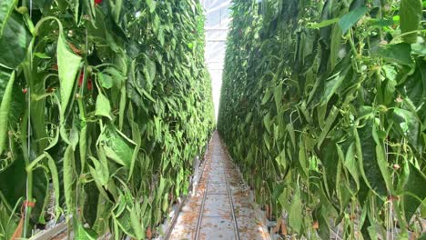 invernadero hidropónico comercial que cultiva pimientos y verduras en hileras altas
