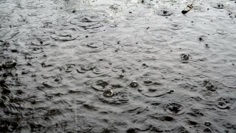 raindrops drip into a large puddle. bubbles appear on the surface of the water. rain in the city on a gloomy autumn day. close up. 4k.