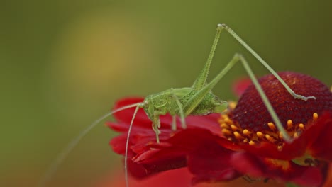 A-green-grasshopper-sits-on-a-red-flower-against-green-background