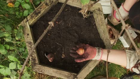 jardinero mostrando bulbos de tulipán antes de plantar vista de arriba en cámara lenta 4k