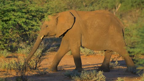 Wilder-Afrikanischer-Elefant,-Der-Durch-Savannenbuschland-Läuft